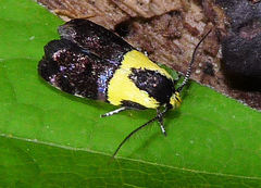 Rectiostoma xanthobasis