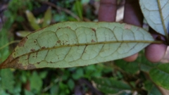Cryptocarya