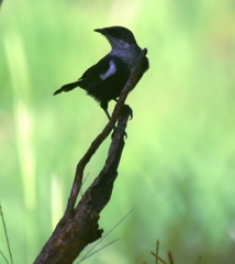 Myrmecocichla arnotti