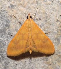 Pyrausta aurea