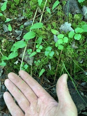Carex trisperma