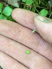 Carex trisperma