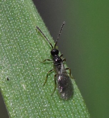 Synacra