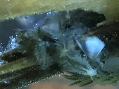 Fiona pinnata