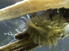 Fiona pinnata