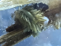 Fiona pinnata