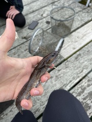 Enchelyopus cimbrius