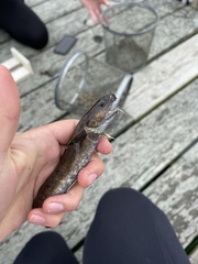 Enchelyopus cimbrius