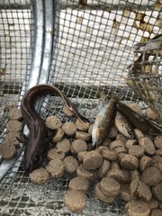 Enchelyopus cimbrius