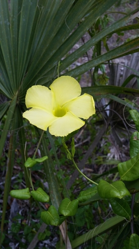 Image of Pentalinon luteum by (c) Jay Horn, some rights reserved (CC BY)