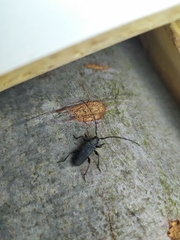 Ropalopus macropus