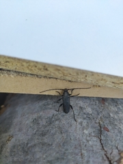 Ropalopus macropus