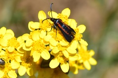 Synanthedon polygoni