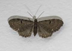 Eupithecia assimilata