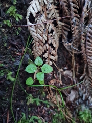 Nertera dichondrifolia