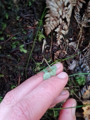 Nertera dichondrifolia