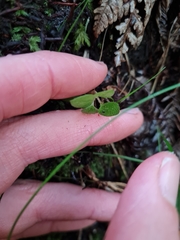 Nertera dichondrifolia