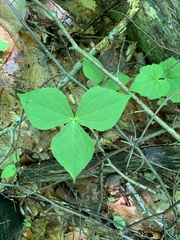 Trillium erectum