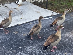 Alopochen aegyptiaca