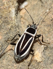 Ragliodes delineatus
