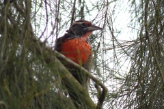 Leistes bellicosus