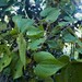 Dioscorea sambiranensis sambiranensis - Photo (c) feno,  זכויות יוצרים חלקיות (CC BY-NC), הועלה על ידי feno