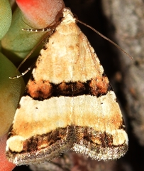 Pseudozarba bipartita