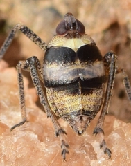 Parorgerioides albocinctus