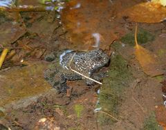Bombina variegata pachypus