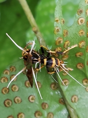Ophiocordyceps humbertii