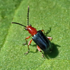 Hapsidolemoides