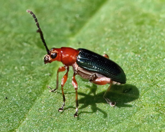 Hapsidolemoides