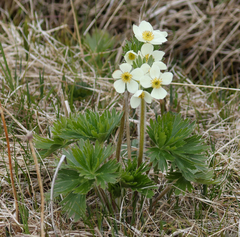 Anemonastrum villosissimum
