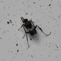 Homalotylus