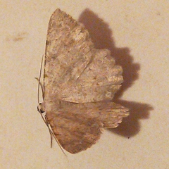 Dicrognophos sartata