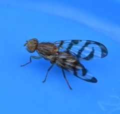 Euphranta canadensis