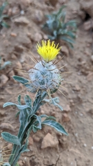 Centaurea eriophora