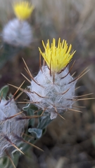 Centaurea eriophora