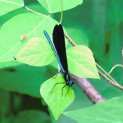 Calopteryx maculata