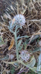 Centaurea eriophora