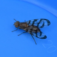 Euphranta canadensis