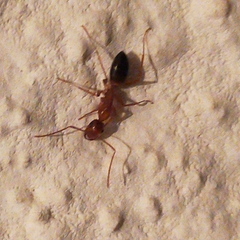 Camponotus nylanderi
