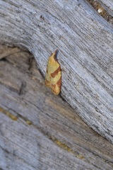 Sparganothis senecionana