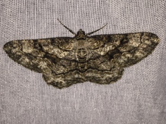 Peribatodes umbraria