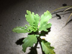 Trimerotropis maritima