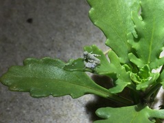 Trimerotropis maritima