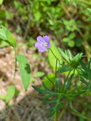 Geranium columbinum