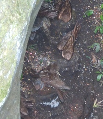 Steatornis caripensis