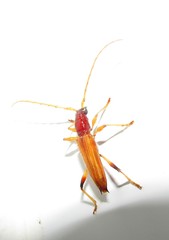 Stizocera diversispinis