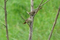 Phacellodomus rufifrons